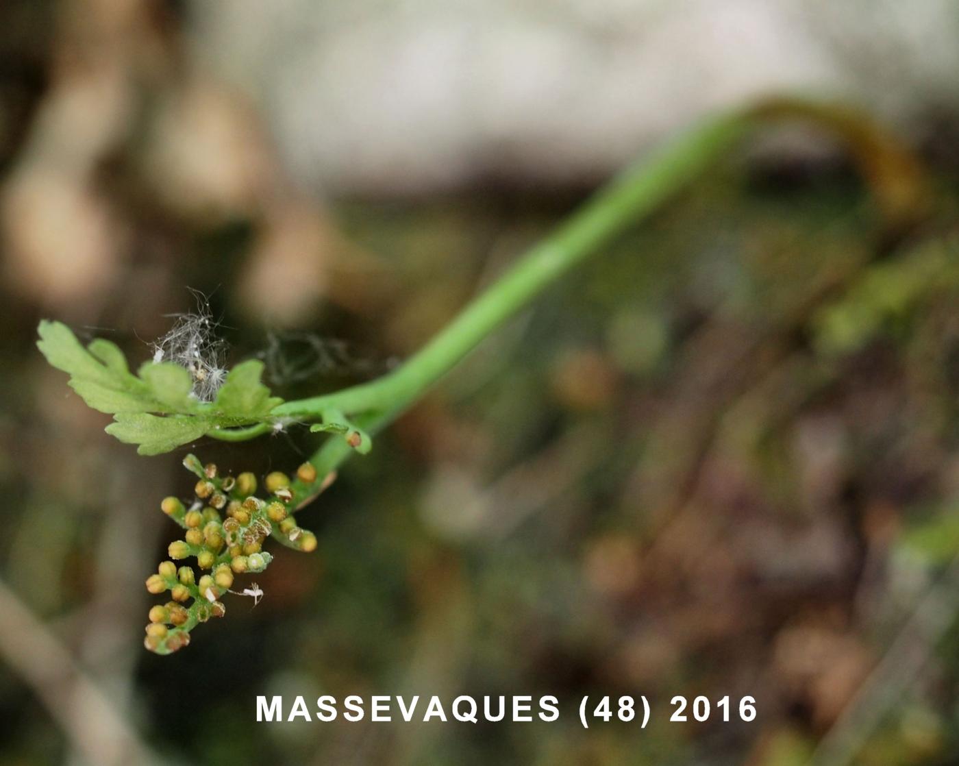 Moonwort, Daisy-leaved flower